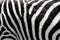 Closeup shot of sebra stripes outdoors in the african wilderness.