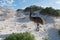 Closeup shot of the second-largest living bird called an emu standing on the sand near a beach