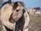 Closeup shot of semi-wild Polish Konik horse