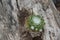 Closeup shot of sempervivum  on tree trunk