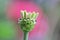 Closeup shot of sepals of a flower with a blurred background