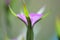 Closeup shot of sepals in a purple flower with a blurred background