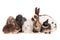 Closeup shot of seven different rabbits isolated on a white background