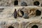 Closeup shot of several African penguins in a zoo during daylight