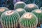 Closeup shot of several barrel cactuses next to each other