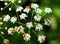 Closeup shot of several bees on a cow parsley