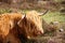 Closeup shot of a shaggy bull in the grass field