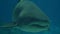 Closeup shot of a shark swimming in the ocean with other fish in the background