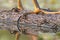 Closeup shot of the sharp claws of a bird standing on a wooden surface by the surface