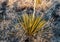 Closeup shot of sharp grass branches growing in the desert