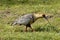 Closeup shot of a shorebird walking on the grass and grabbing a leaf with its beak