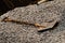 Closeup shot of shovel and gravel black rock on construction site for background. Construction is the process of constructing a bu