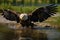 Closeup shot showcases the elegance of an eagles flight and landing