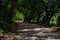 Closeup shot of a sidewalk path in a park with tree branches on both sides making nice shadow