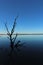 Closeup shot of a silhouette of a dead tree branch, in shallow calm water, during the evening