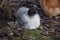 Closeup shot of a Silkie Chicken perched on the floor with autumn fallen leaves