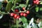 Closeup shot of silver buffaloberry with green leaves