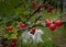 Closeup shot of silver buffaloberry on the tree