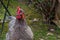 Closeup shot of a Silver Laced Wyandotte hen in Les Grangettes Nature Reserve in Switzerland