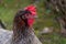 Closeup shot of a Silver Laced Wyandotte hen in Les Grangettes Nature Reserve in Switzerland