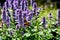 Closeup shot of a Silver spotted skipper butterfly on an agastache plant - Epargyreus clarus