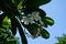 Closeup shot of Singapore graveyard flowers against a background of blue sky