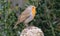 Closeup shot of a singing European robin perched on a branch