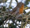 Closeup shot of a singing European robin perched on a branch