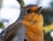 Closeup shot of a singing European robin perched on a branch