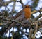 Closeup shot of a singing European robin perched on a branch