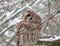 Closeup shot of a single barred owl standing on the tree branch covered by snow.