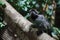 Closeup shot of a single grey small monkey on a tree branch.