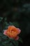 Closeup shot of a single orange and pink rose with a cluster of green leaves surrounding it.