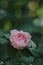 Closeup shot of a single pink rose with a cluster of green leaves surrounding it.