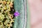 Closeup shot of a single purple Aubrieta flower in the pot