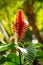 Closeup shot of a single red Aphelandra flower in the blurred background.