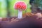 Closeup shot of a single spotted Fly agaric mushroom in an autumn forest