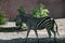 Closeup shot of a single standing zebra in the zoo