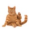 Closeup shot of a sitting ginger cat waving goodbye isolated on a white background