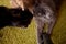 A closeup shot of sitting orange Brazilian shorthair cat.