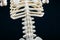 Closeup shot of a skeleton figurine\'s spine