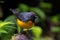 Closeup shot of a slate-throated whitestar bird perched on a branch