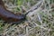 Closeup shot of a slimy slug in the garden