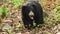 Closeup shot of sloth bear or Melursus ursinus with eye contact feeding termites behavior an aggressive Vulnerable animal species