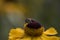 Closeup shot of a small bee resting on a yellow sneezeweed (Helenium) on the blurred background