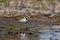 Closeup shot of a small brown killdeer bird wading on a lake surface