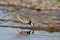 Closeup shot of a small brown killdeer bird wading on a lake surface