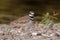 Closeup shot of a small brown killdeer bird walking around on rocks near a lake
