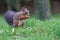 Closeup shot of a small brown squirrel eating nuts on the grass in daylight in a forest