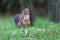 Closeup shot of a small brown squirrel sitting on the grass in daylight in a forest